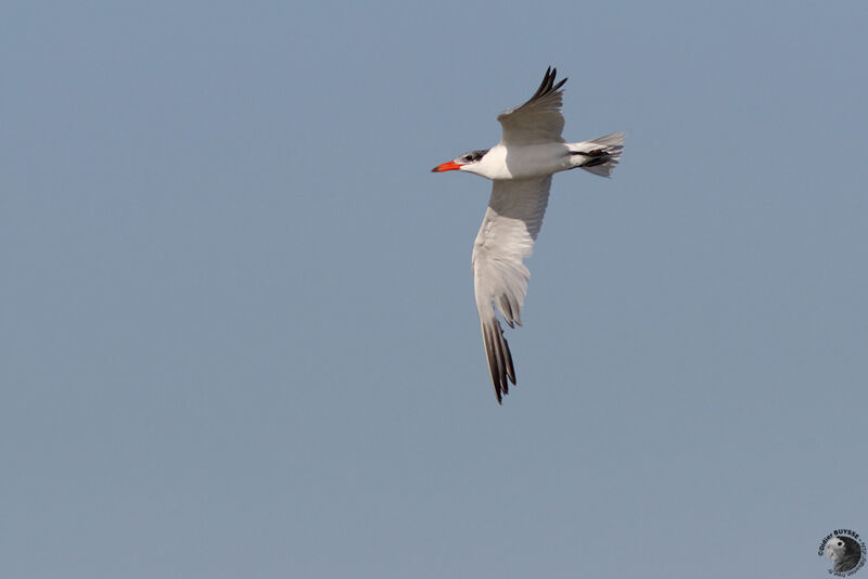 Caspian Ternadult post breeding, Flight