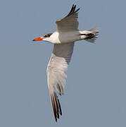 Caspian Tern