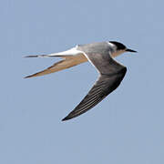 Damara Tern