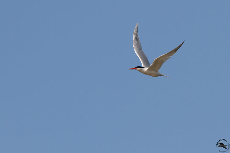 Elegant Ternadult, Flight