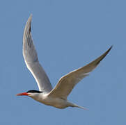 Elegant Tern