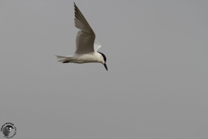 Gull-billed Ternadult, Flight