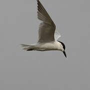 Gull-billed Tern