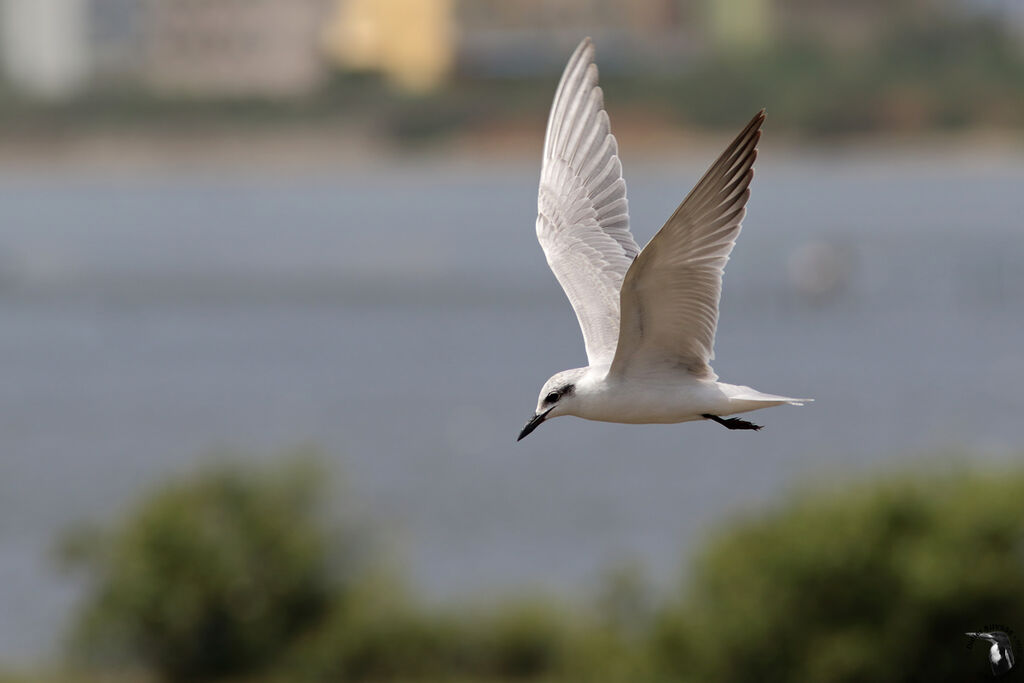 Gull-billed Ternadult, identification