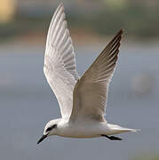 Gull-billed Tern