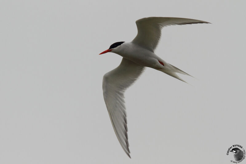 South American Ternadult breeding, Flight