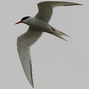 South American Tern