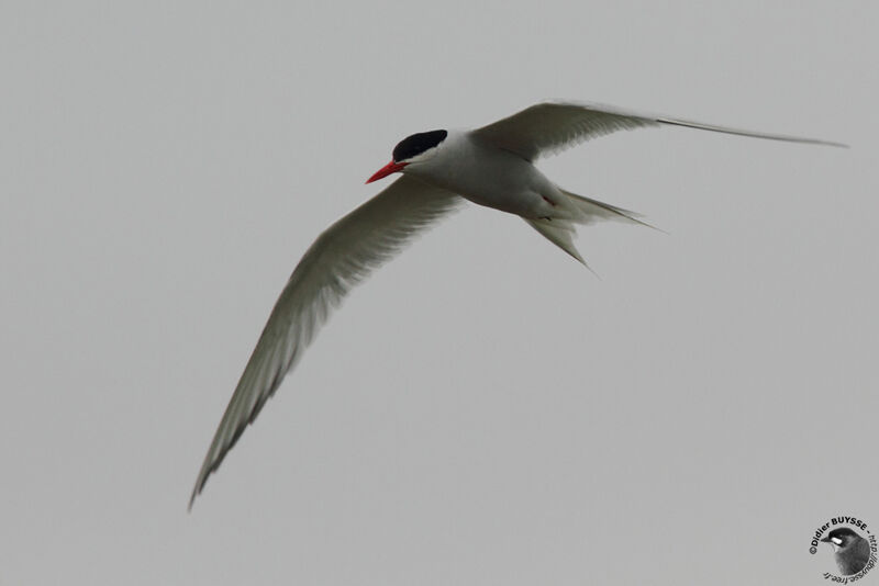 South American Ternadult, Flight