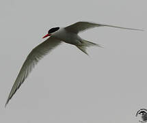 South American Tern