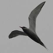 South American Tern