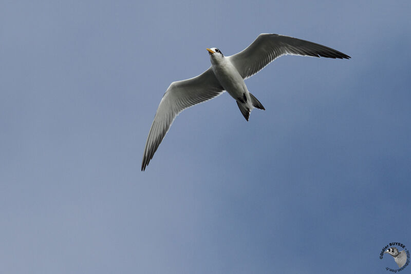 Greater Crested Ternadult, Flight