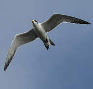 Greater Crested Tern