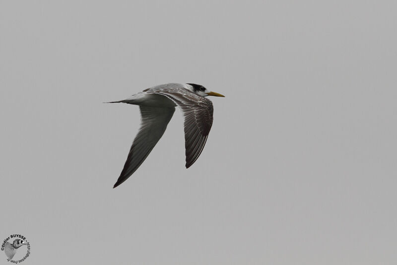 Greater Crested TernFirst year, Flight