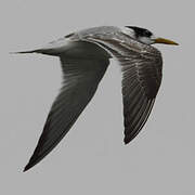 Greater Crested Tern