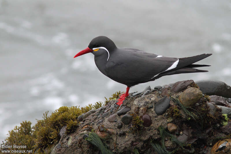 Inca Ternadult, identification