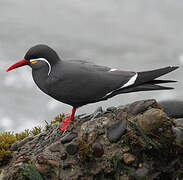 Inca Tern