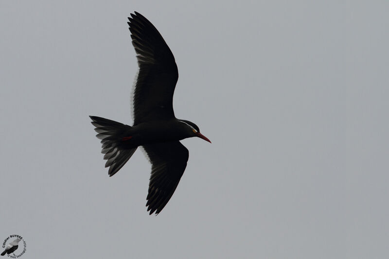 Inca Ternadult, Flight