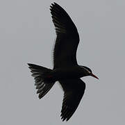 Inca Tern