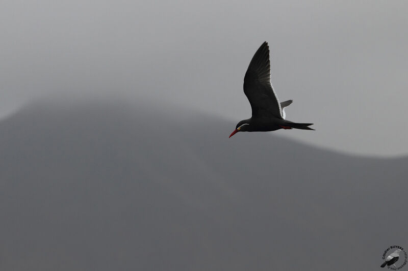 Inca Ternadult, Flight