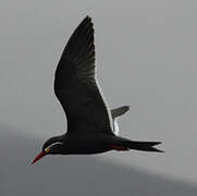 Inca Tern