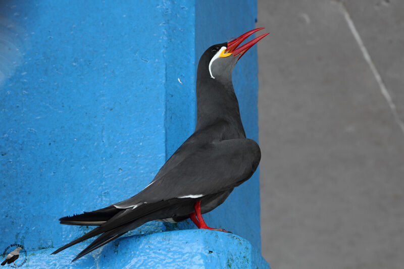 Inca Ternadult, identification, Behaviour