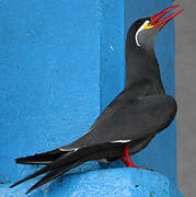 Inca Tern