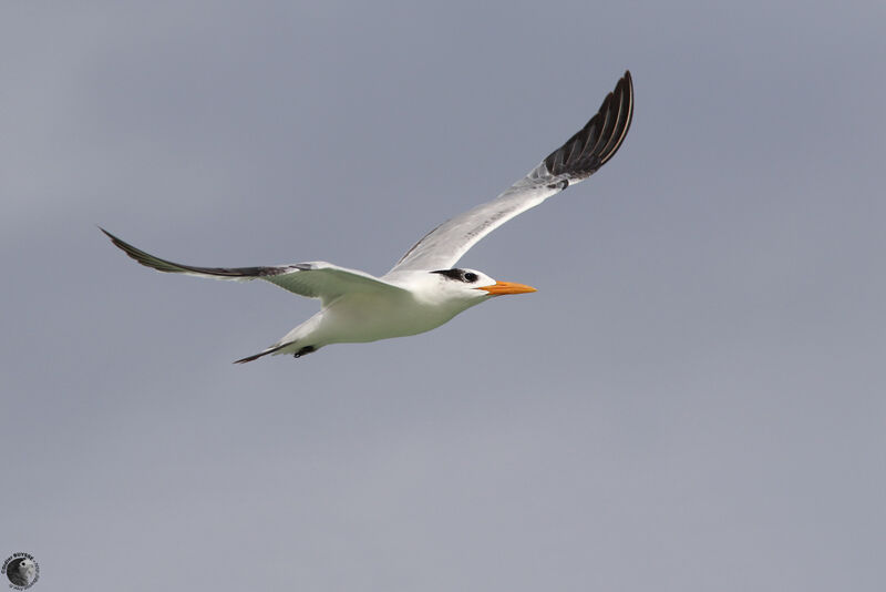 Royal Ternadult post breeding, Flight