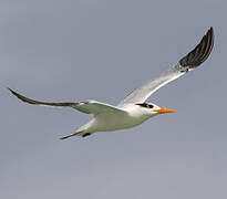 Royal Tern