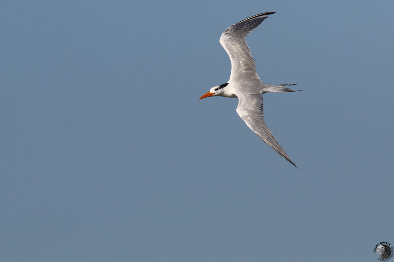 Royal Ternadult post breeding, Flight