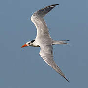 Royal Tern