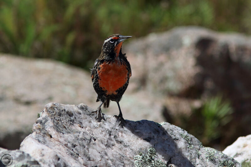 Sturnelle australeadulte, identification