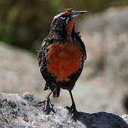 Long-tailed Meadowlark