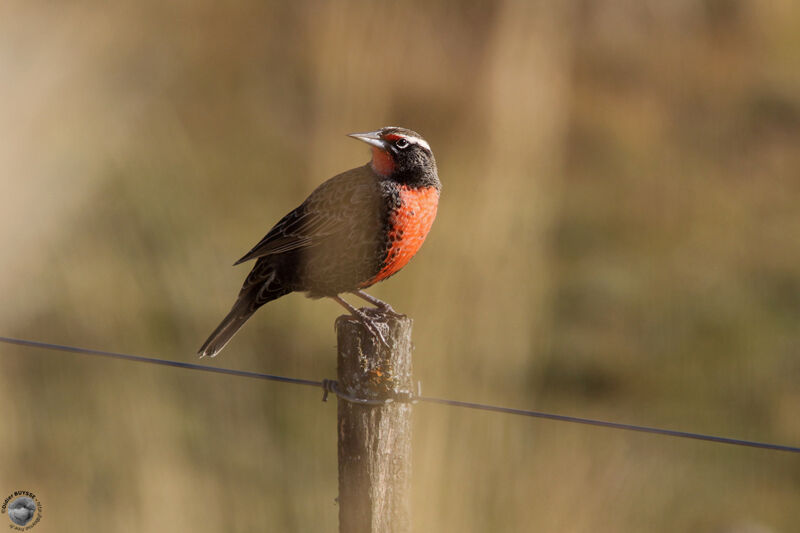 Sturnelle australeadulte, identification