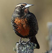 Long-tailed Meadowlark