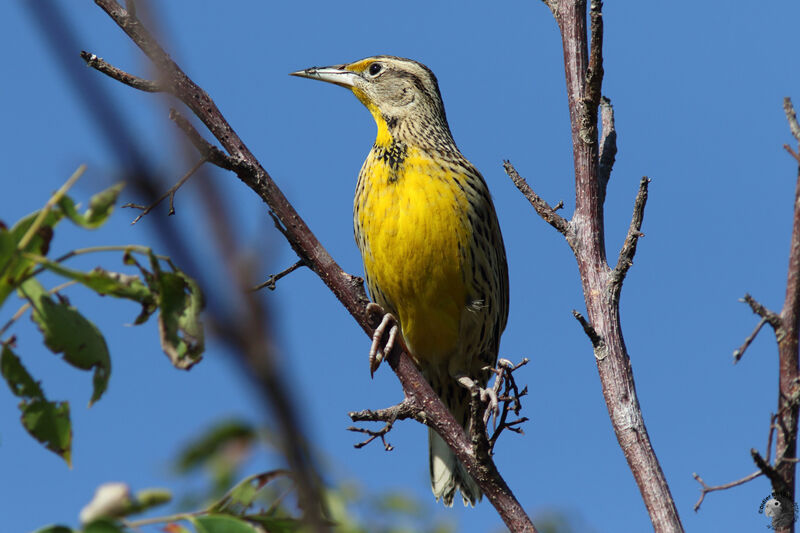 Eastern Meadowlarkadult, close-up portrait