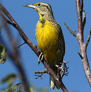 Eastern Meadowlark