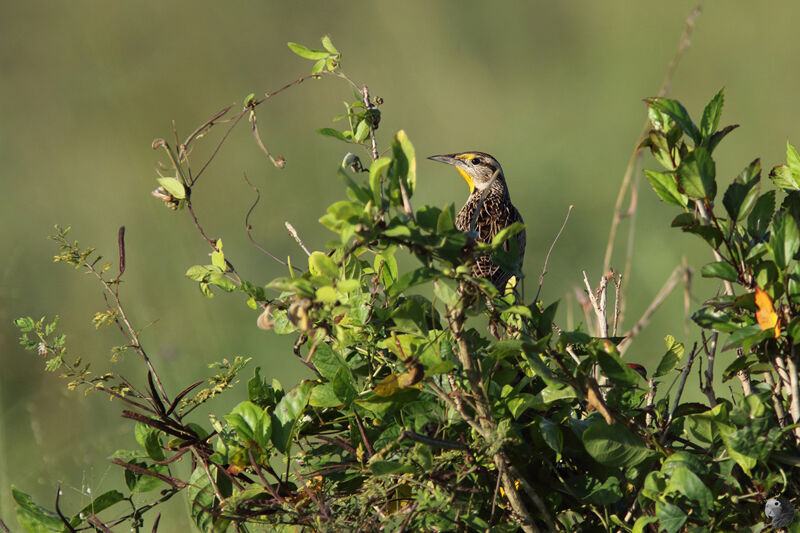 Eastern Meadowlarkadult, habitat