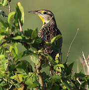 Eastern Meadowlark