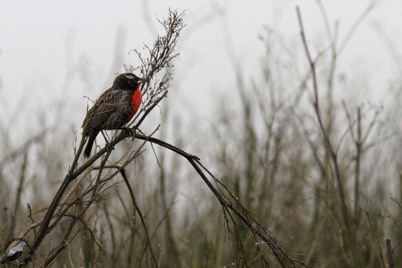 Peruvian Meadowlark male adult, identification