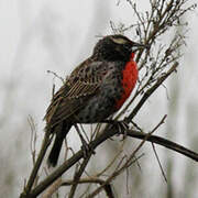 Peruvian Meadowlark