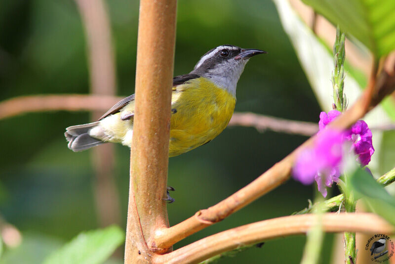 Sucrier à ventre jauneadulte, identification