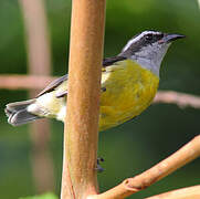 Bananaquit