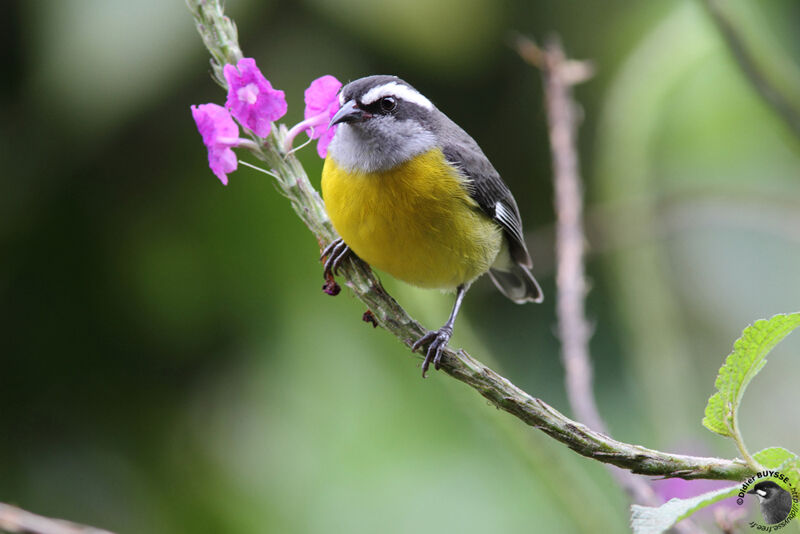 Bananaquitadult, identification