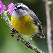 Bananaquit