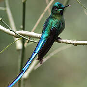 Long-tailed Sylph