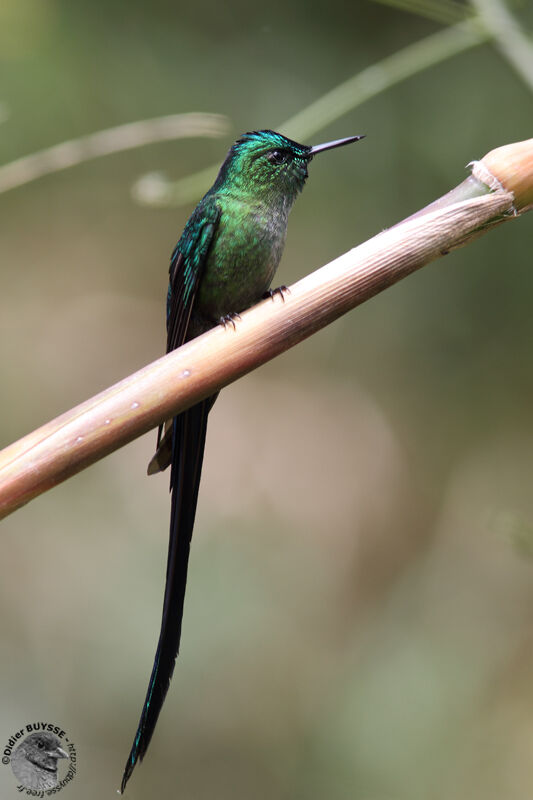 Long-tailed Sylph male adult, identification