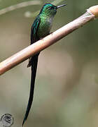 Long-tailed Sylph