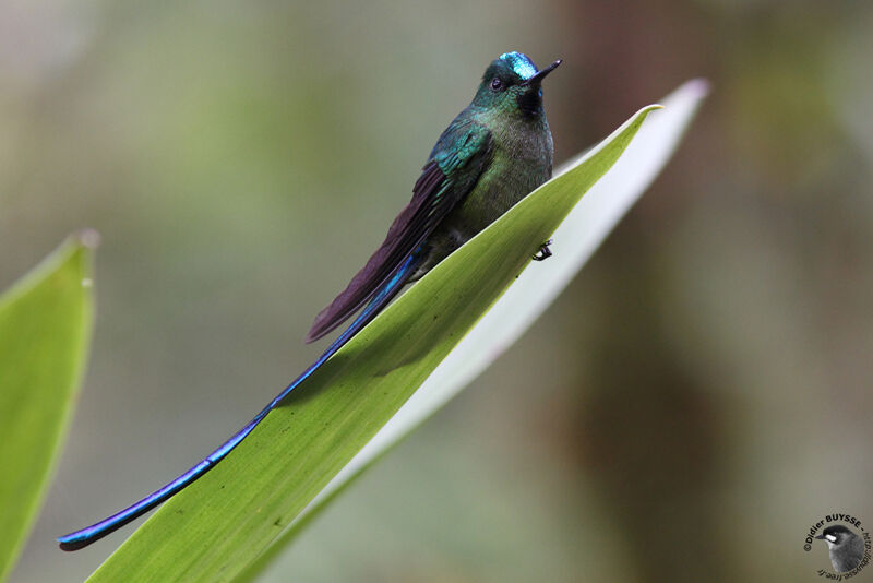 Long-tailed Sylph male adult, identification