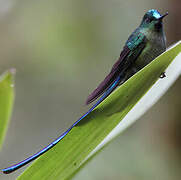 Long-tailed Sylph