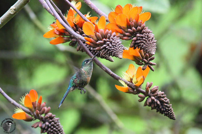 Long-tailed Sylph female adult, identification, Flight, feeding habits